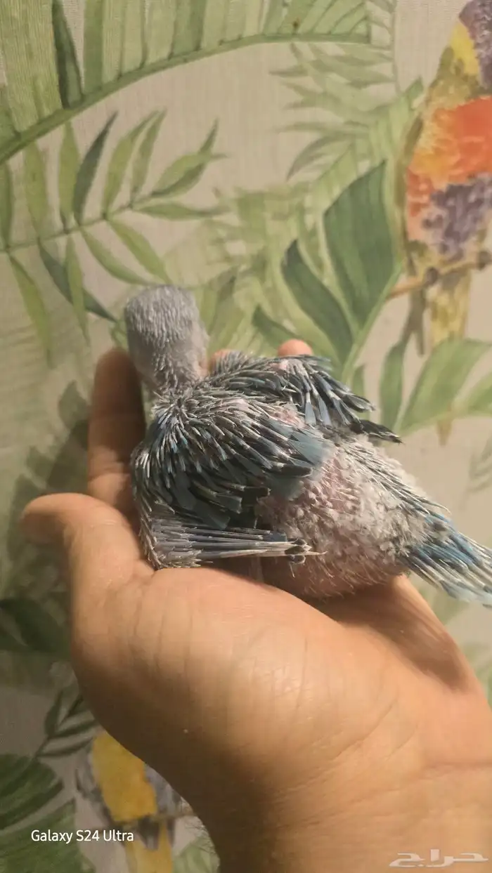 فرخ ظرة تركواز 1