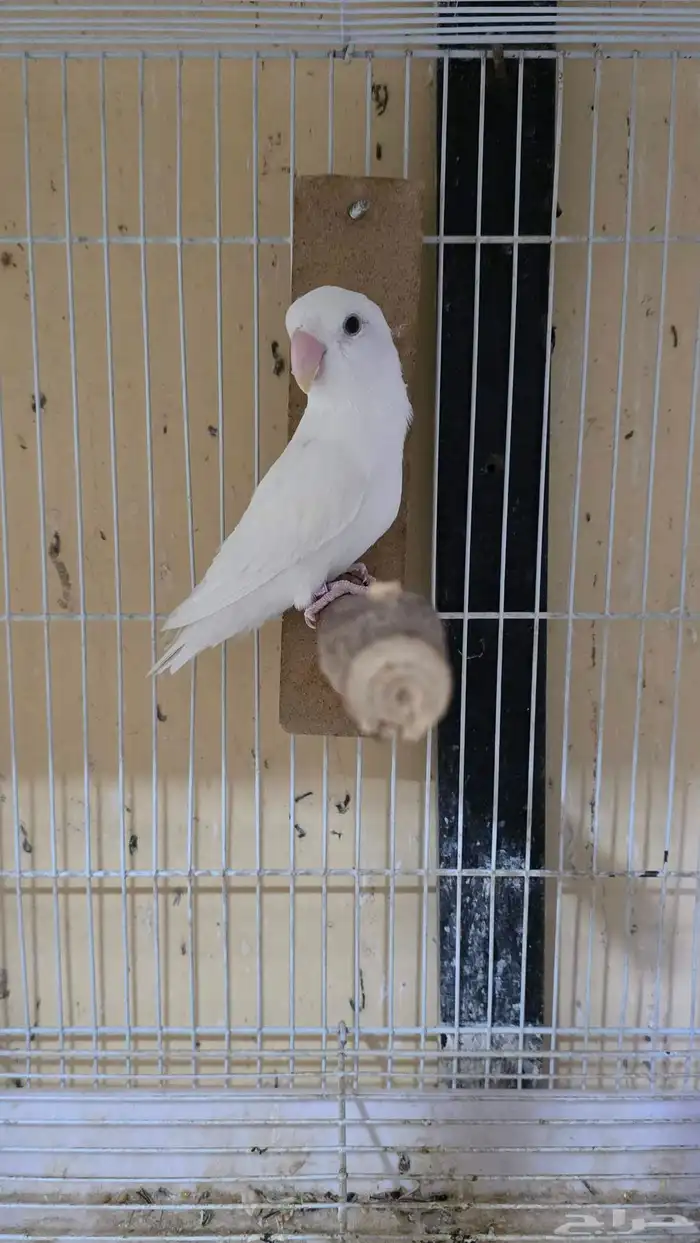 روز ألبينو ذكر عيون حمر 2