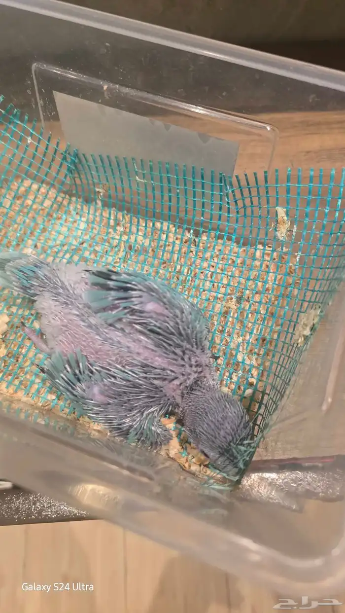 فرخ ظرة تركواز 7