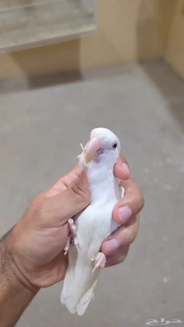 روز ألبينو ذكر عيون حمر 4