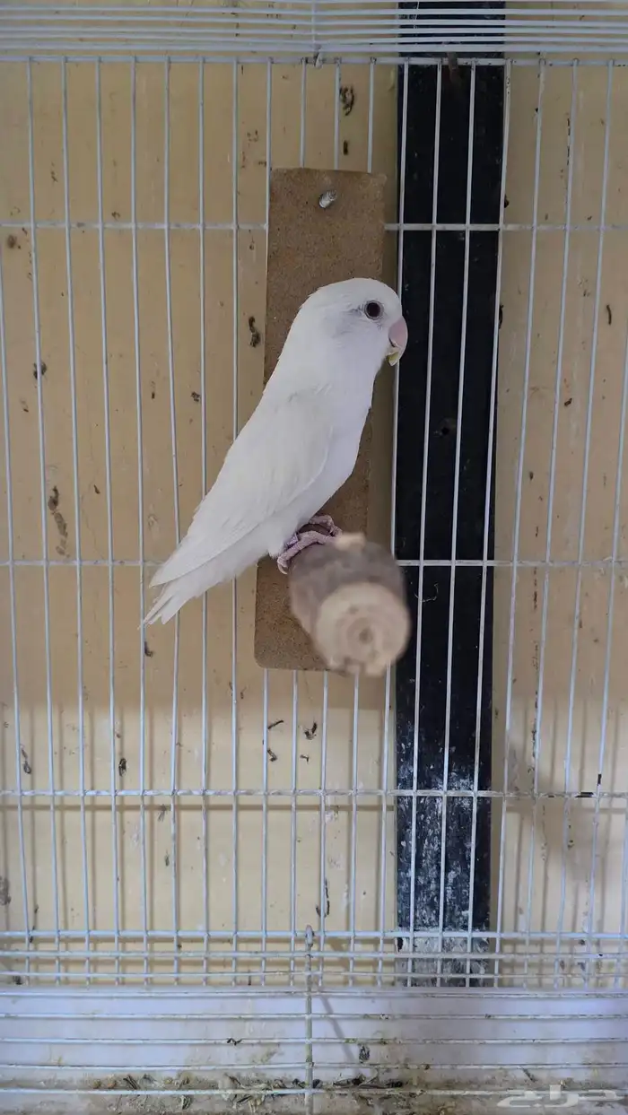 روز ألبينو ذكر عيون حمر 1