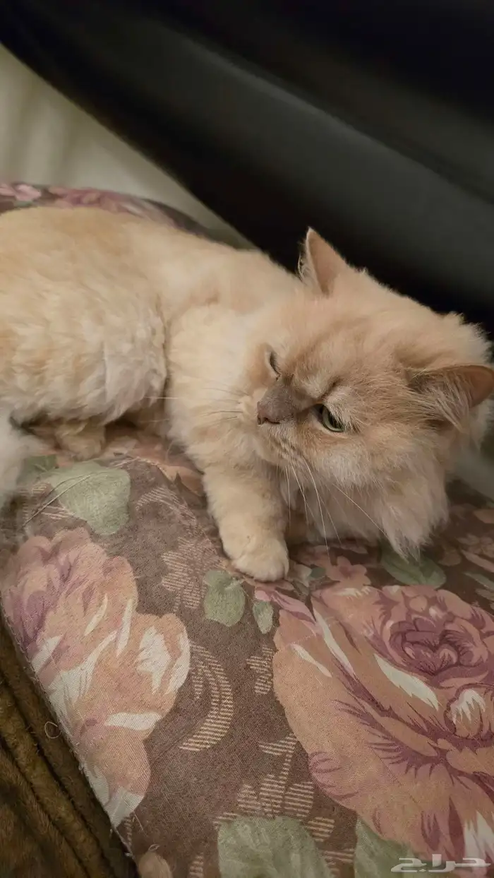 قط شيرازي للتبني 2