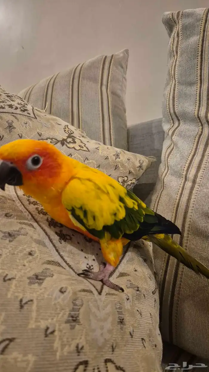 صن كنيور اليف 0