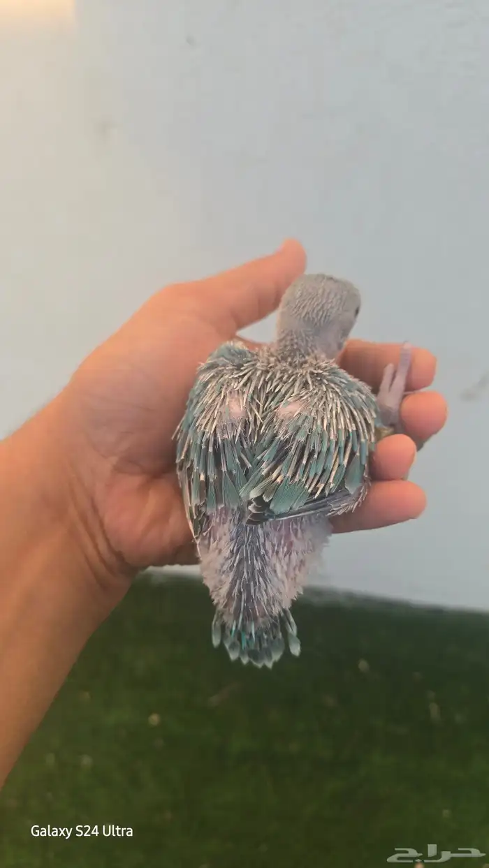 فرخ ظرة تركواز 4