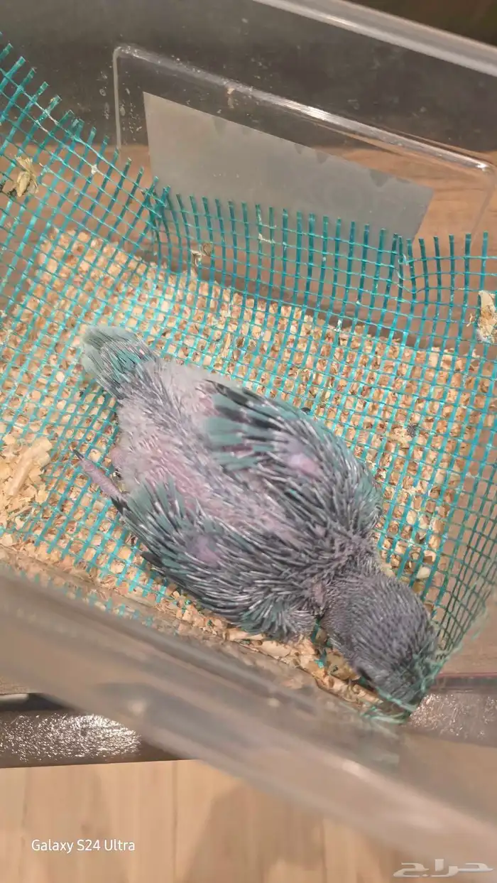 فرخ ظرة تركواز 8