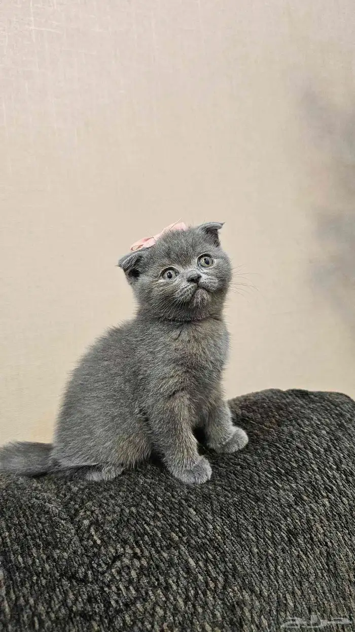 قطة سكوتش فولد بيور 0