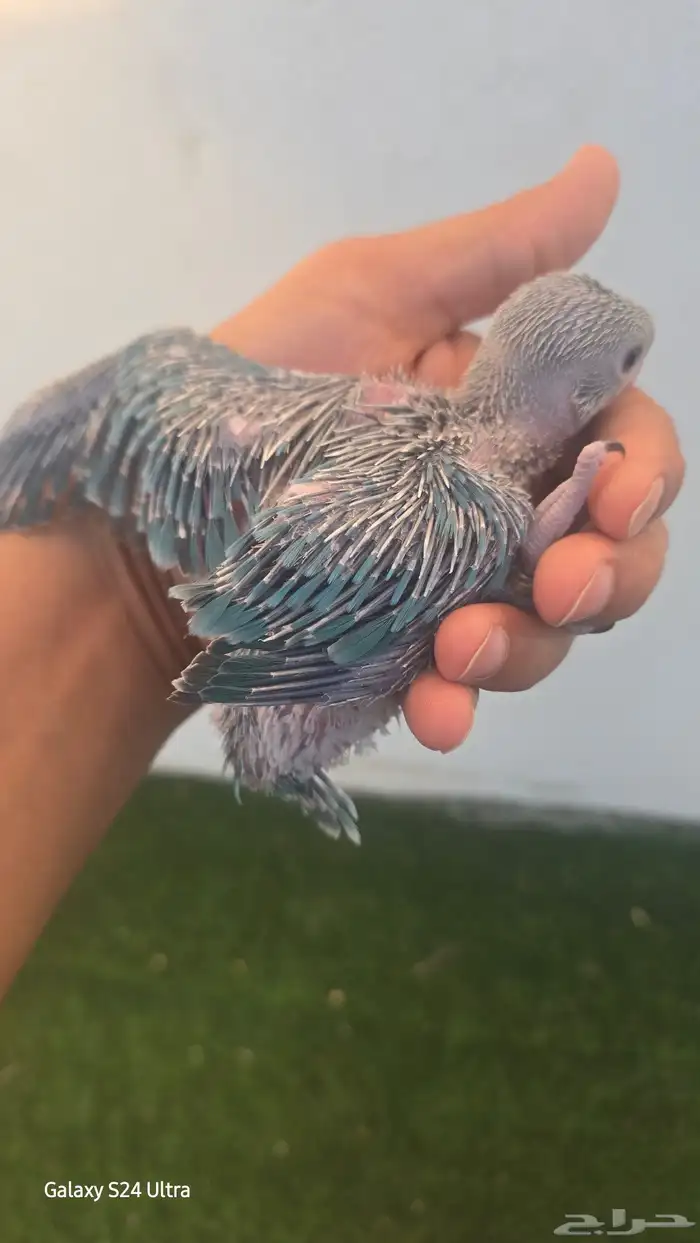 فرخ ظرة تركواز 3