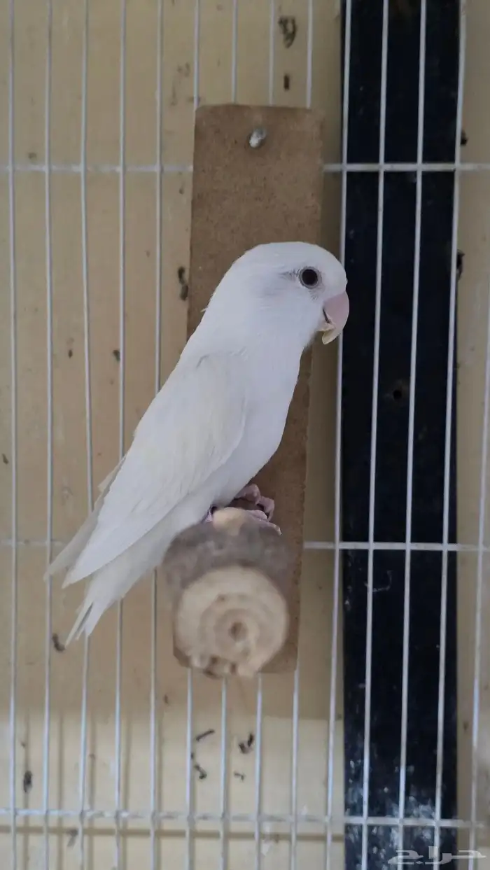 روز ألبينو ذكر عيون حمر 0