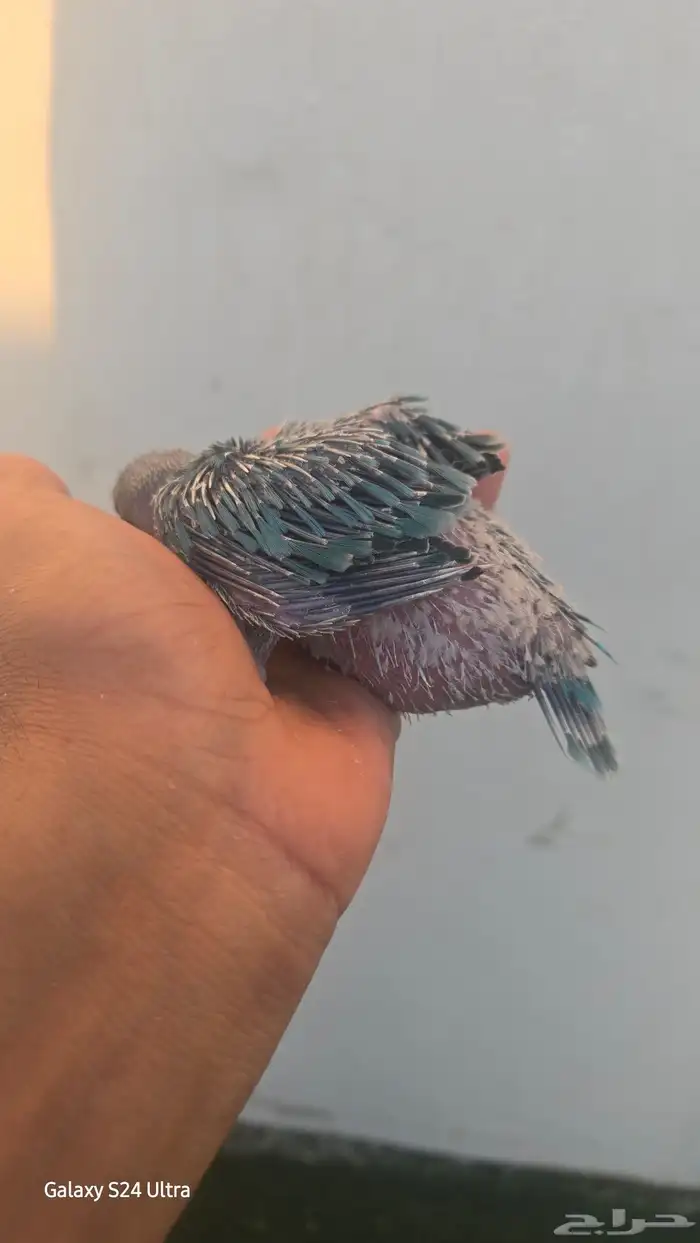 فرخ ظرة تركواز 6