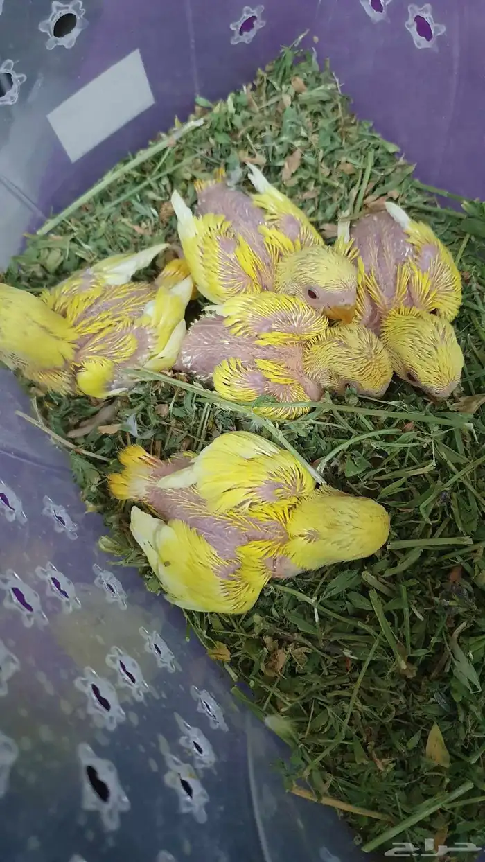 فرخ غر ببغاء اورنج البينو عيون حمر روز محمية عش طائر 0