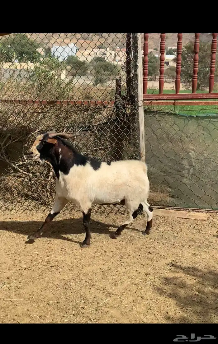 تيس فحل صنف 2