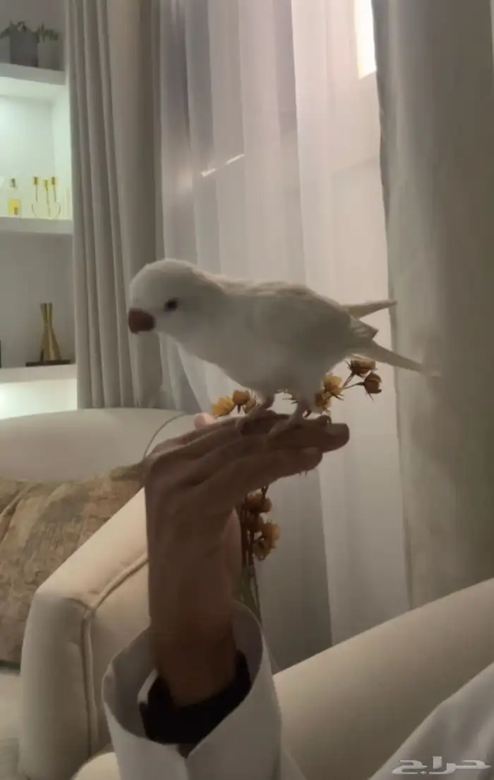 كويكر البينو اليف جدا  ومتكلم 1