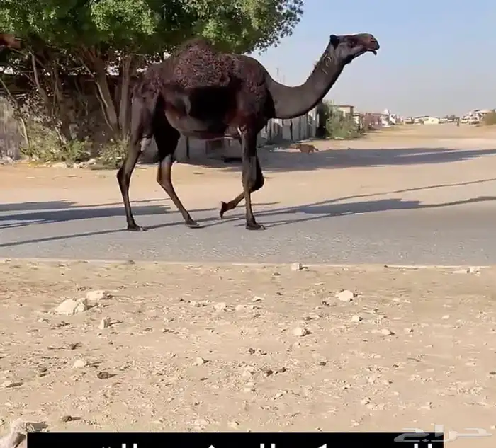 للبيع جذعه القحه طيبه جدا 0