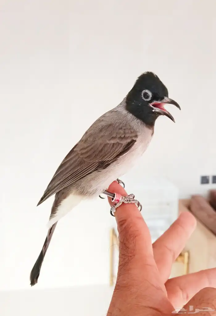 بلبول سوري هدد واليف يفرش ويضرب تحيه 2