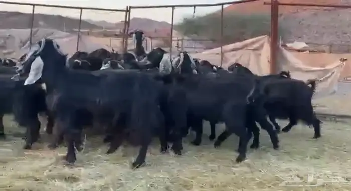 معزاء اتلاد ودفيع وصغار سن 4