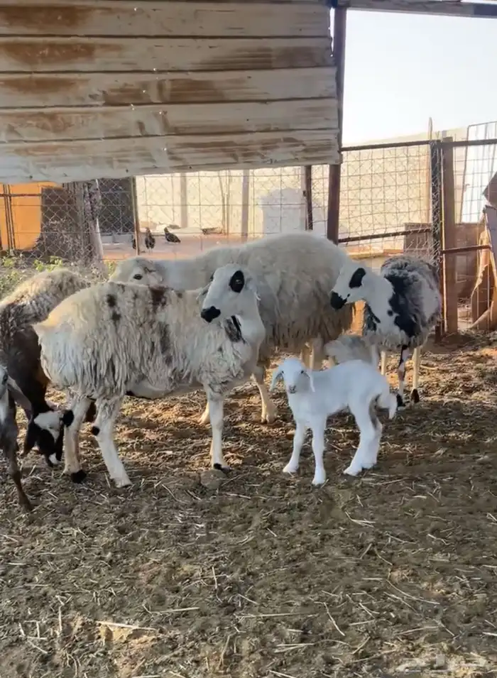 هجين ولد ودفيع مع الفحل 1