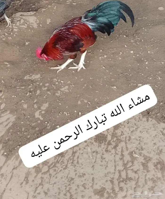 السلام عليكم ورحمه الله وبركاته صلوا على النبي أعرض لكم ديك 0