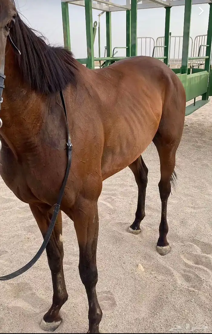 حصان انتاج إنجليزي 2