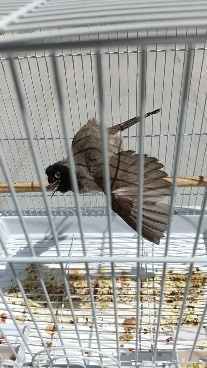 بلبول سوري هدد واليف يفرش ويضرب تحيه 3