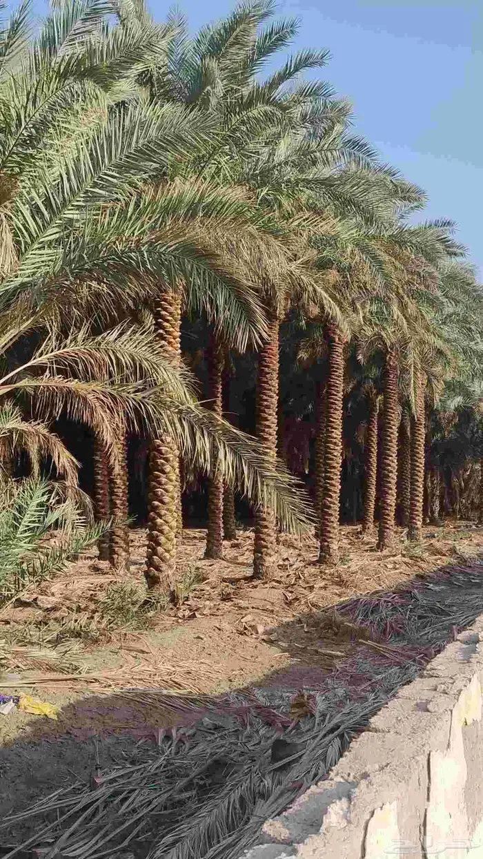 نخل للبيع من 3متر إلا 7متر القصيم عنيزه بريده الرس 0