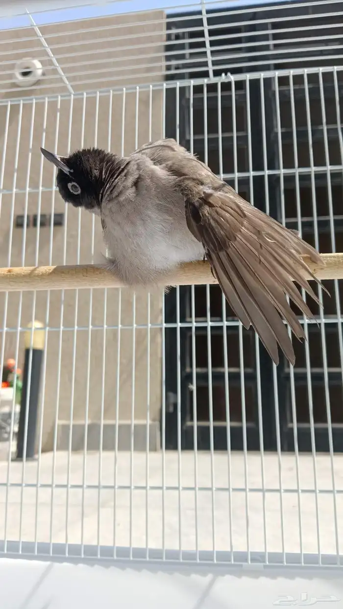 بلبول سوري هدد واليف يفرش ويضرب تحيه 5