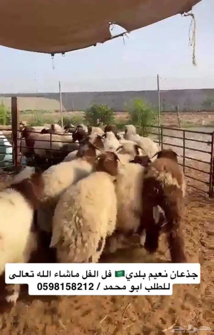 ذبائح ابو محمد حلالنا بلدي فقط نعيم ونجدي وحريات حياكم الله 0