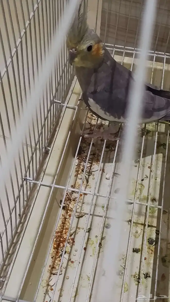 طير كروان اثنى 0