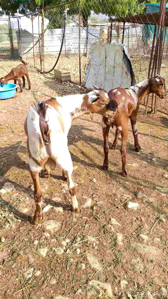 تيس وجفره لباني 0