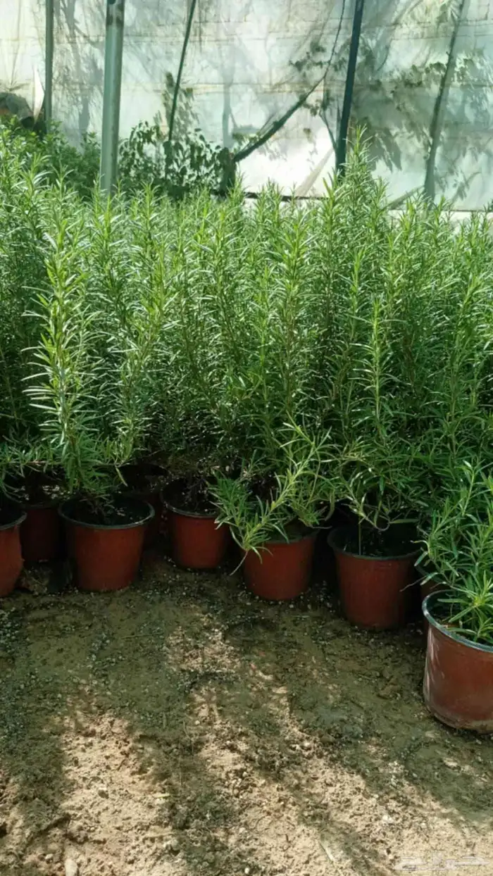 مشتل زراعي 16