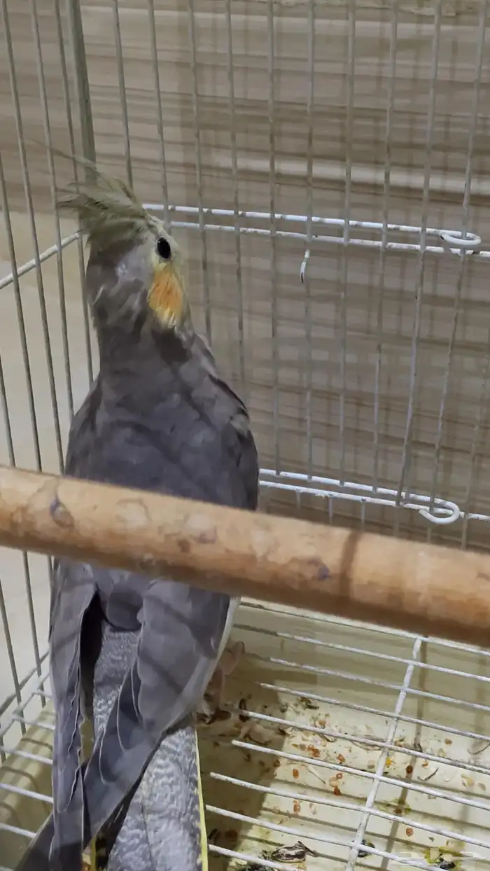 طير كروان اثنى 2