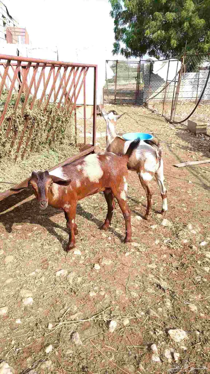 تيس وجفره لباني 1