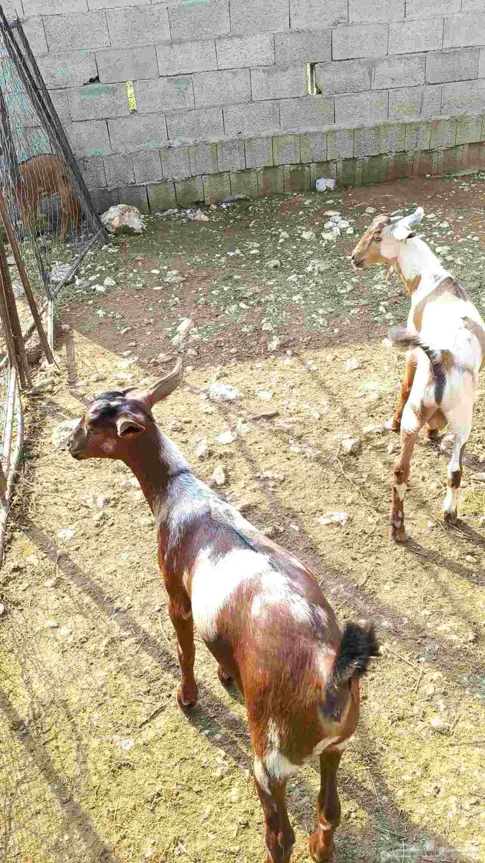 تيس وجفره لباني 3