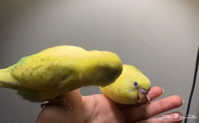 طيور بادجي اليفه جدا للبيع 0