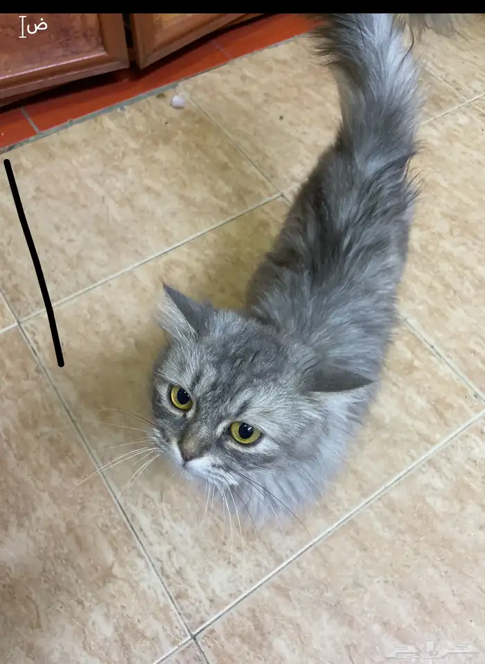 قط فارسي 0