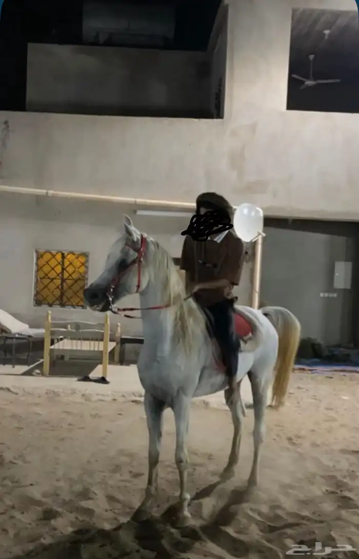 خيل عربي اصيل بأوراق للبيع لا يجي إلا الصامل فقط 4