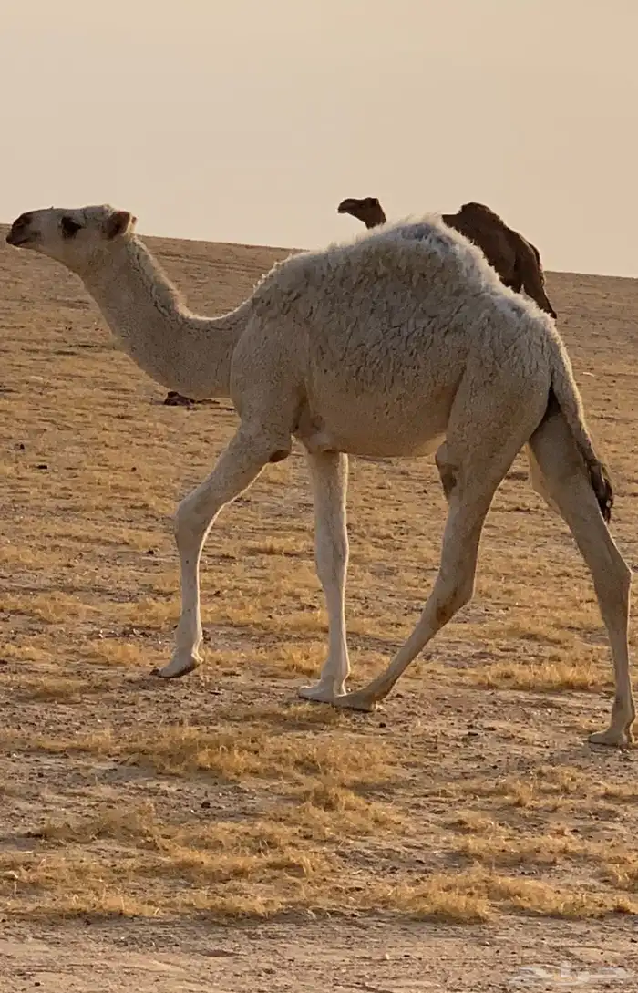 حفرالباطن القيصومة 2