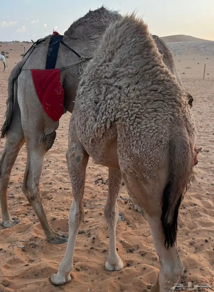 قعود قصب للبيع 1