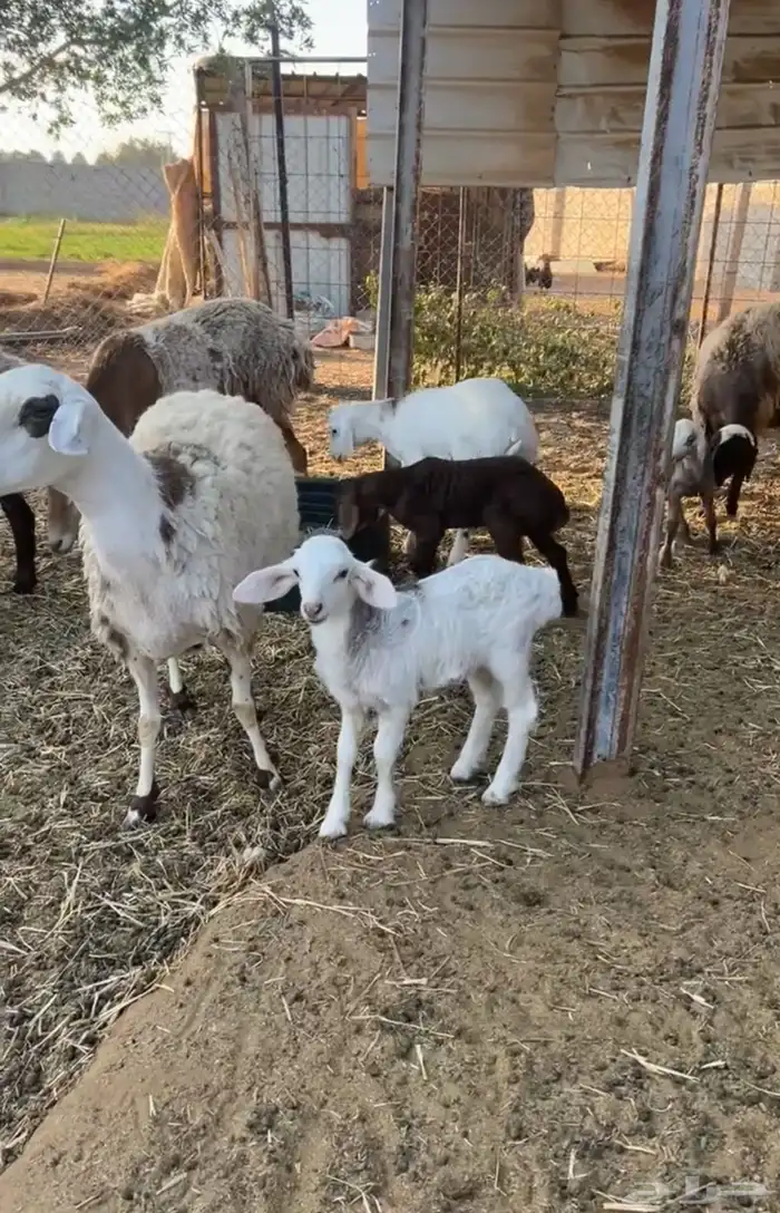 هجين ولد ودفيع مع الفحل 4