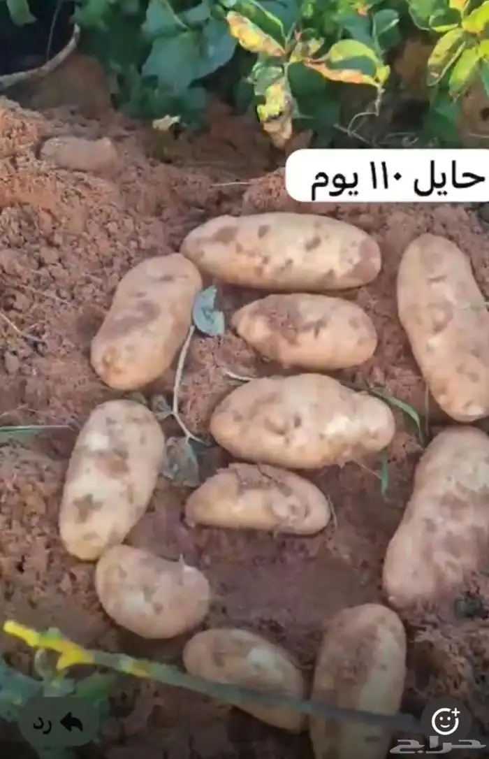 بطاطس حائل للبيع 1