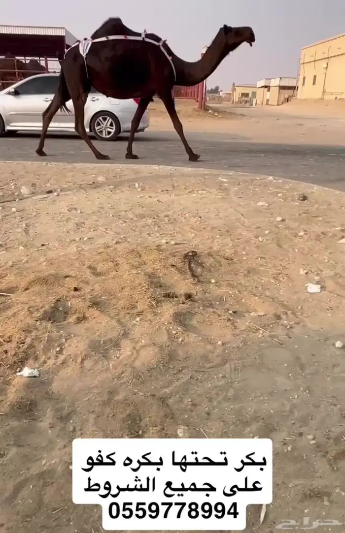 القاح وعجوم وضرايب وقعدان 1