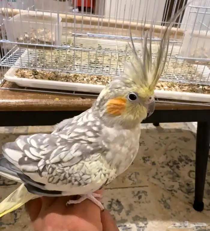 طيور زينة للبيع المستعجل 2