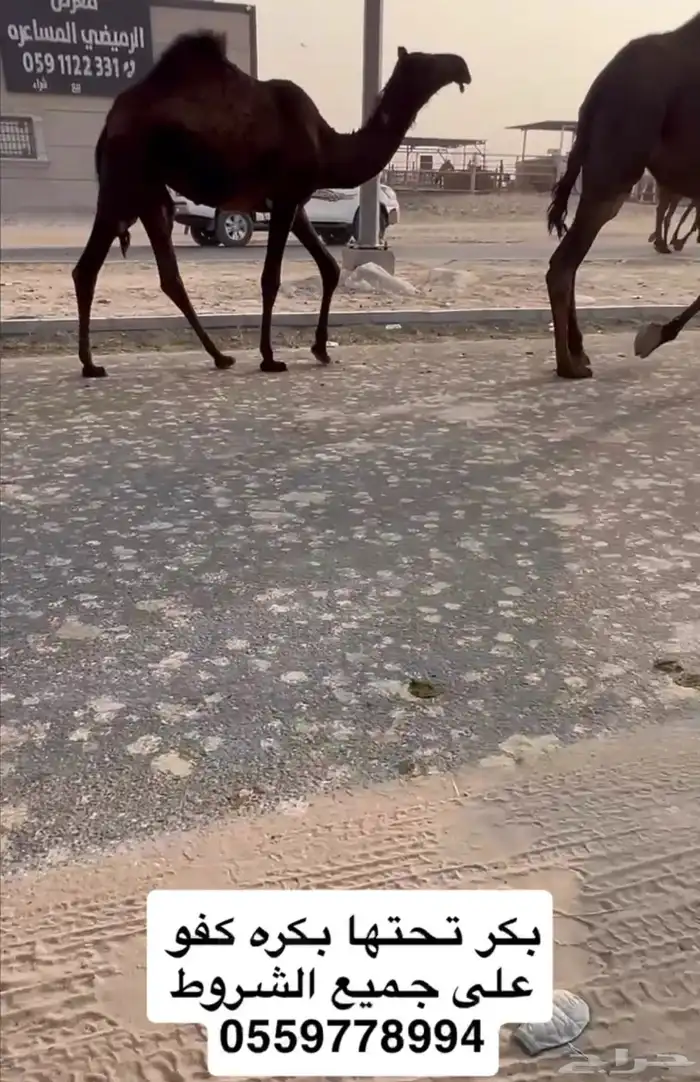 القاح وعجوم وضرايب وقعدان 0