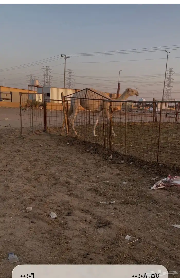 للبيع بكره باتليه 1