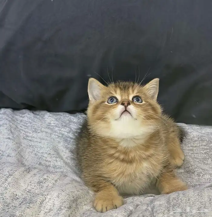 قطط سكوتش قولد ستريت صغيره للبيع 4