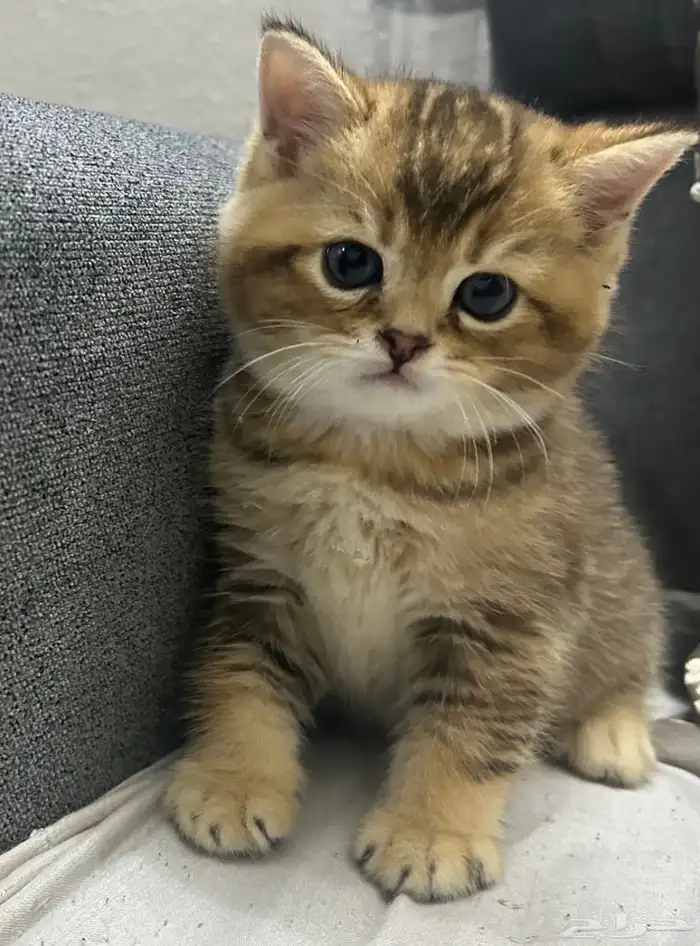 قطط سكوتش قولد ستريت صغيره للبيع 0
