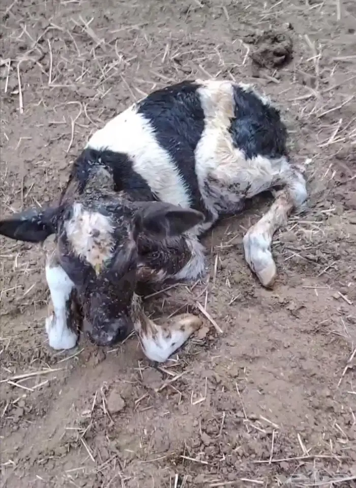 بقره هولاندي فاخر اول ولده تحتها أنثى 5