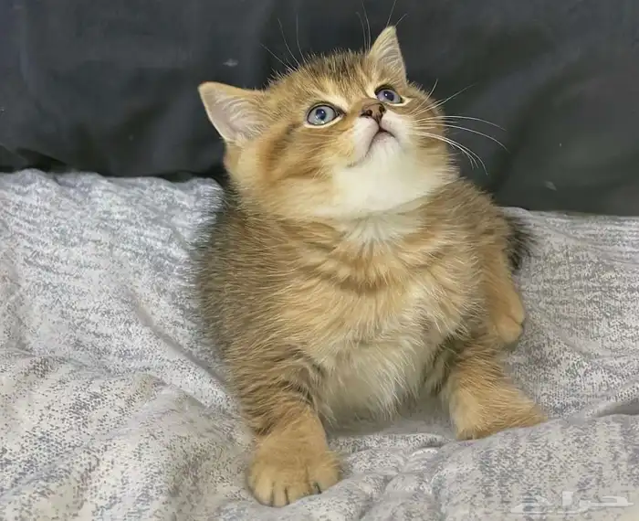 قطط سكوتش قولد ستريت صغيره للبيع 3