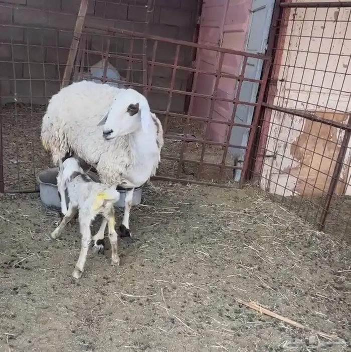 هجين ولد ودفيع مع الفحل 8