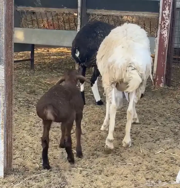 هجين ولد ودفيع مع الفحل 0