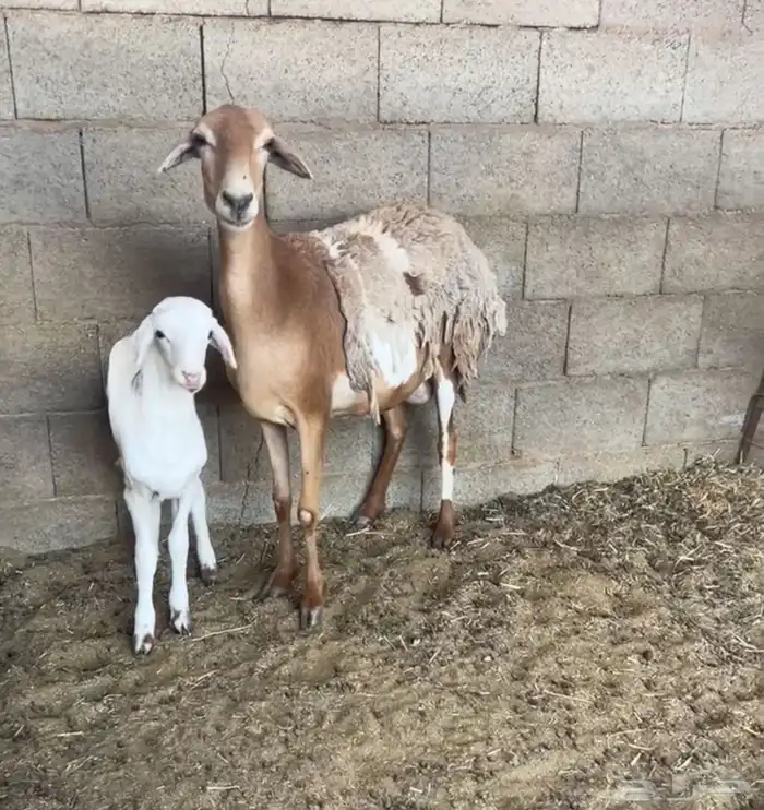 هجين ولد ودفيع مع الفحل 6